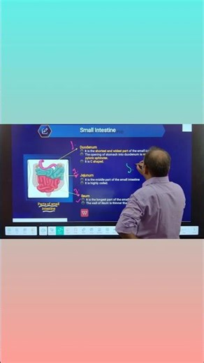 "Parts of Small Intestine Explained in 30 Seconds! 🧠🩺 #Shorts"