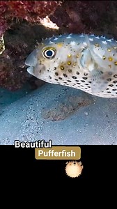 Did you know that pufferfish can inflate to several times their normal size to scare off predators? 🐡 These fascinating creatures are also known as blowfish and contain a toxin that can be deadly to other fish and even humans. 🌊✨ #Pufferfish #MarineLife #oceanfacts #WildlifeWonder #redsea #dahab #scubadiving #underwater | Scuba Diving