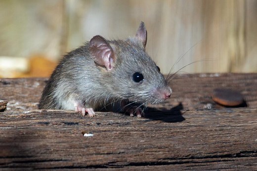 11 Spiritual Meanings of Dead Rats in Dreams (Updated)