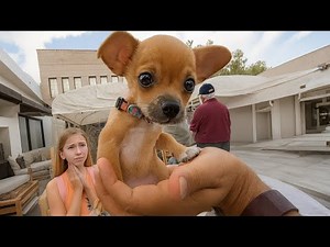 Funny Puppy Fails That Are Too Cute to Handle 😂