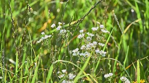 Erigeron strigosus is flowering plant in daisy family Asteraceae known by common names prairie fleabane, common eastern fleabane, and daisy fleabane.