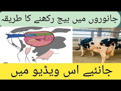 How to do artificial insemination in animals.