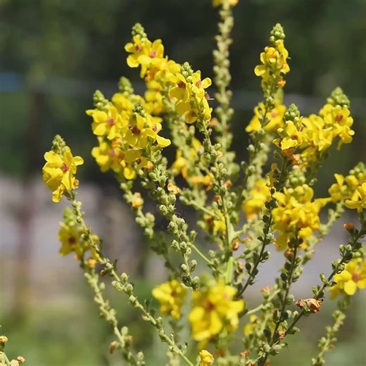 137K views · 3K reactions | Making Really Crispy TRDELNIK with Cinnamon and Pistachios! Village Pastry. | Allison Avery | Facebook