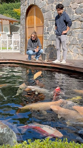 38K views · 887 reactions | Mit Makoto bei Jana und Henning 朗 #Konishi#KonishiKoi#KonishiEurope#Koi#KoiFarm#Teich#Pond#Nishikigoi#gartengestaltung#garten#garden#japanesegarden | Konishi Europe GmbH | Facebook