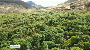 35K views · 174 reactions | €500,000 is to be spent on clearing rhododendron from Connemara National Park. The invasive species spreads rapidly and is described as one of the biggest threats to peatlands in the west | https://bit.ly/3gahc4B | RTÉ News | Facebook