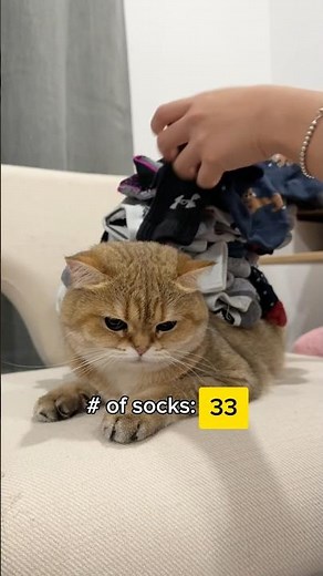 How many socks do you think we can stack?! 👀 #cat