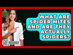 What Are Spider Mites And Are They Actually Spiders? - Biology For Everyone