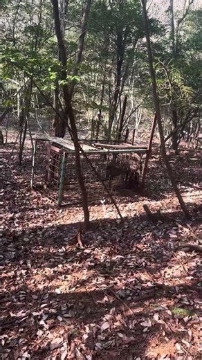 寒いけど、小鹿捕獲 箱罠大津市