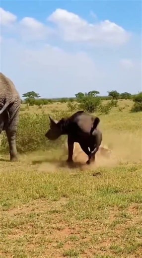 Buffalo Saves the Elephant 😳🐃