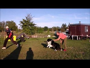 Protection border collie