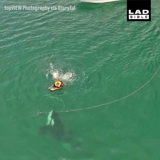 3.6M views · 13K reactions | This orca definitely surprised an unsuspecting kneeboarder!  | LADbible | Facebook
