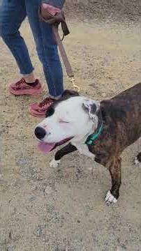 moo has aggression towards other dogs we are working on desensitization and counterconditioning.