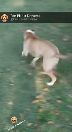 Hissing Cat Scares Off Big Dog - Unexpected Reaction