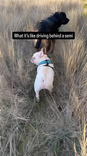 Amy White on Instagram: "Yep, this is how I feel driving behind semi’s . How about you ?"