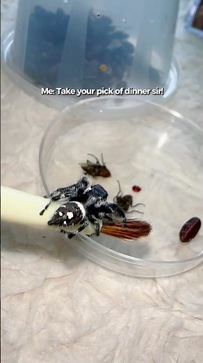 He didnt enjoy his meal😂 #jumpingspiders