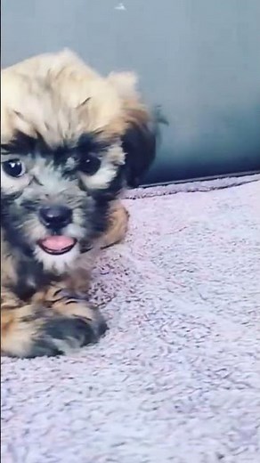 Shih Tzu Mixed With Poodle (Shih Tzu Poodle Mix) 🐶❤️ #puppies #shorts