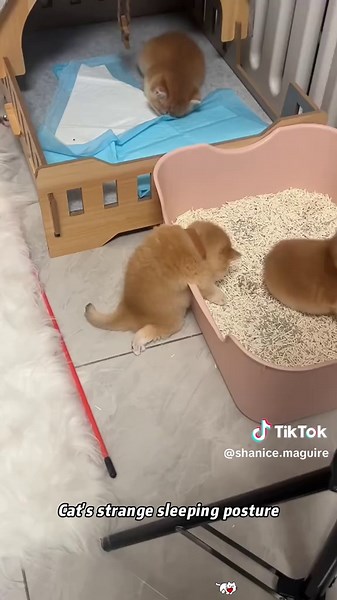 Cats have all sorts of weird sleeping positions😋 #cat #funnytiktok #funny #funnyvideos #Foryou