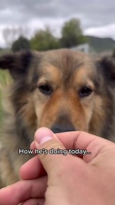 🧡 Animal Love Drop. (🎥 KeepingFinn ) Love can heal everything! | Love Drops