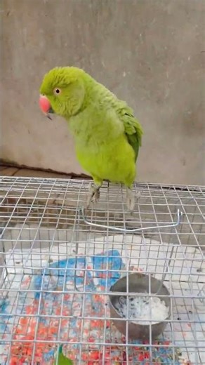 parrot talking new video #parrot #birds #talkingparot #nonstoptalkingparrot #parrottalking #mithu