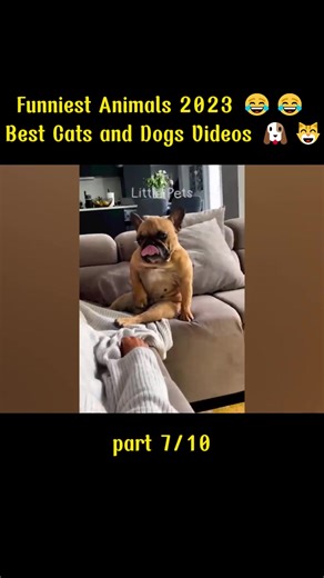 Funniest Animals 2023 😂😂 Best Cats and Dogs Videos 🐶😸 #funny_animal_ss #animals #animalsoftiktok #animales #animallover #animalrescue #foryou #foryoupage #foryourpage #foryoupageofficiall #foryoupage❤️❤️ #foryour #edit #edits #funny #funnyvideos #funnymoments #usa
