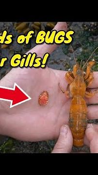 Shrimp Has Thousands of Parasites!