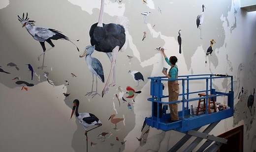 Wall of Birds Project | Bird Academy • The Cornell Lab