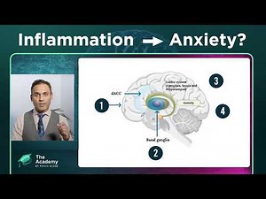 How Cytokines Influence the Amygdala and Anxiety Circuits: What Clinicians Should Know