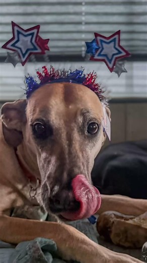 Live Photo vs Lightroom Edit | 4th of July Dog Photography 🇺🇸🐾