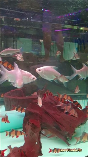🐡🛍️ Busy Tropical Fish Display at Chatuchak Fish Market 🌈📊