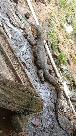 A huge water monitor lizard #reptile #nature #wildlife #india