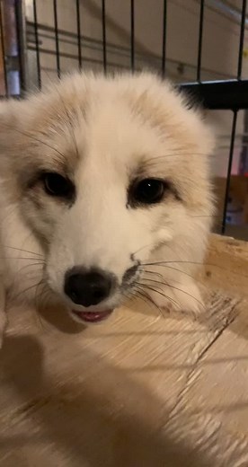 Ace in Wonderland on TikTok