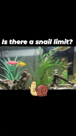 Love our first tank. I get to see it from my bed, which is very relaxing. I even like the snails - but there are a lot of snails! Any experienced fish tank owners or snail experts know if there is a snail limit? 😂 Bunnies shouldn't be the poster child for reproduction - snails should! #fishtanklife #snails #WhoNeedsBalance | Krystal Bigler
