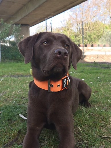 Should You Own a Labrador Retriever? Dog Breed Guide