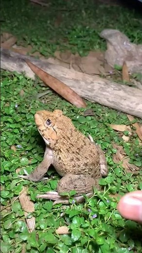 Boing catch frogs funny | froggy catch funnywepwep funny froggy#shorts​