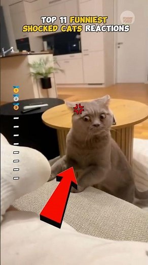 Top 11 FUNNIEST SHOCKED CAT REACTIONS