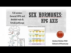 Sex Hormones: HPG axis Est and Test production and targets (video 4 of series) Buhler