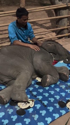 Is the pillow too small? #elephant #cuteanimal
