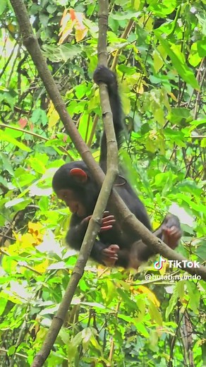 Baby Chimpanzee Climbing Skills in Mahale