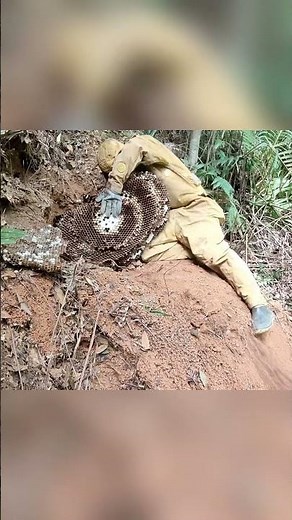 Drone pilot catches largest swarm of yellow-ringed hornets this year