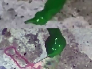 Viral Video: Mysterious alien-like green creature gives goosebumps to all