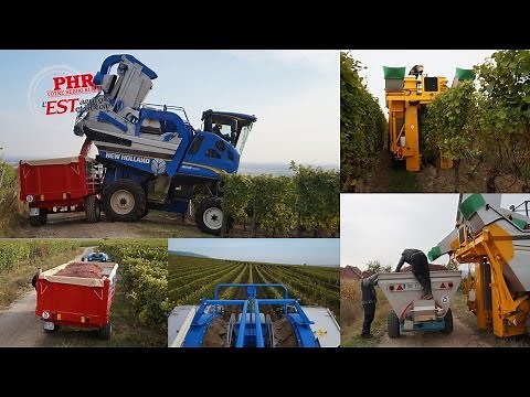 Vendanges mécaniques en Alsace