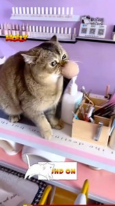 Embracing the purr-fection of life, cats are love😹❤ | Molly