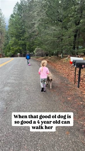silver lining labradors on Instagram: "Good ol dogs ❤️ Tato is pretty good too but not ready enough for a 4 year old if a squirrel was to run in front of her. 🐾 • ❤️ • 🐾 • ❤️ • 🐾 • ❤️ • 🐾 • ❤️ •🐾 . . . #silverlab #labradorretriever #labsofinstagram #lablove #kids"