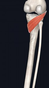 The popliteus muscle is a small muscle that forms the floor of the popliteal fossa. It belongs to the deep posterior leg muscles, along with tibialis posterior, flexor digitorum longus and flexor hallucis longus. The popliteus muscle extends over the posterior aspect of the knee joint. It originates from the femur and the posterior horn of the lateral meniscus, and inserts on the proximal tibia. The popliteus muscle plays an important role in the gait cycle by initiating the flexion of the fully