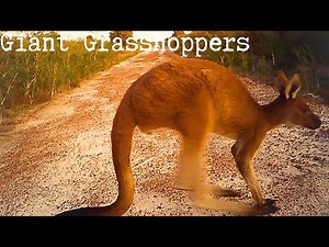 Australian Icon: Wild Western Grey Kangaroos
