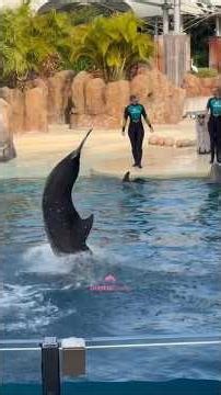 Dolphin's athleticism..🐬🐬 #dolphinadventures #seaworld