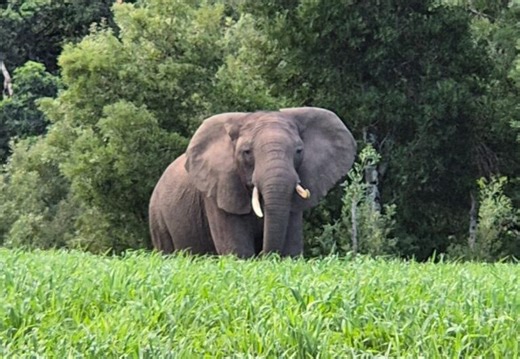 Knysna’s Elusive Elephant Spotted Again, Giving A Gentle Reminder of Wild Magic