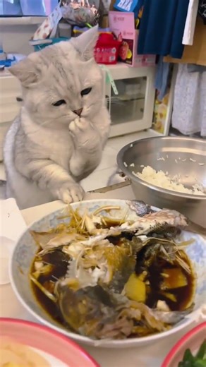 Why is the abandonment rate of the silver tabby so high#kitty#Silver gradient#Cat