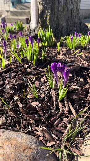 My husband took the dogs to the dog park, so I took myself for a neighborhood walk! Loving signs of spring, even though it was 38°. Impatiently awaiting the tulips, though! #springtime #sunshine #neighborhood #walk #spring