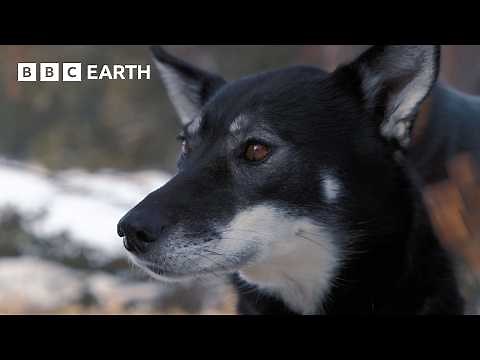 Learning the Art of Dog Sledding | Snow Dogs: Into the Wild | BBC Earth